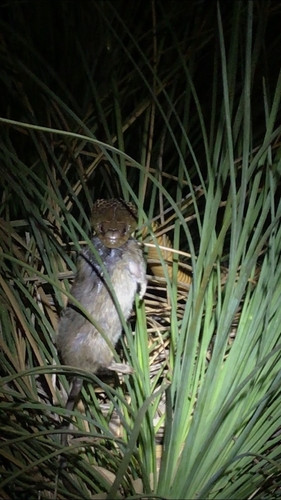 Mulga Snake sighting