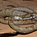 Phrynonax polylepis - Photo (c) Júlio Nauan Caruta, כל הזכויות שמורות