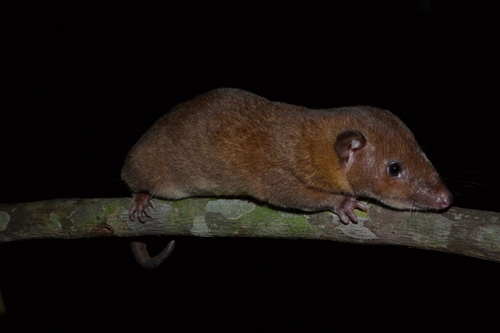 Ronald's Opossum (Monodelphis ronaldi), listed as Least Concern on the IUCN Red List