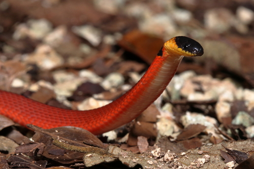 Red Coffee Snake
