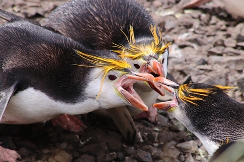 Eudyptes schlegeli Finsch, 1876