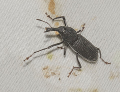 Rhinostomus barbirostris image