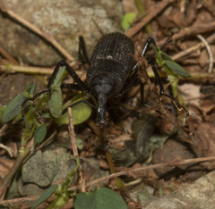 Rhinostomus barbirostris image