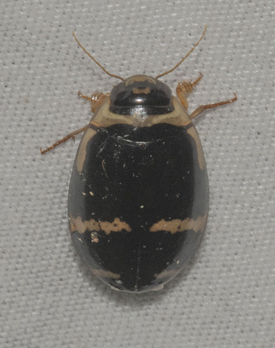 Thermonectus margineguttatus image