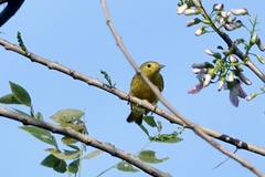 Setophaga petechia image