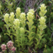 Mountain Indian Paintbrush - Photo (c) Khalil English, all rights reserved, uploaded by Khalil English