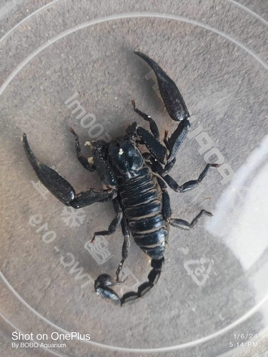 Heterometrus thorellii
