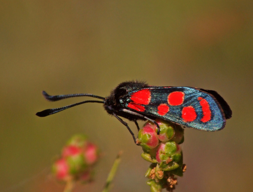 Crepuscular Burnet