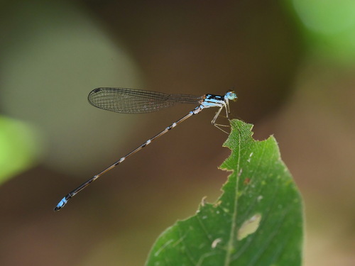 Coeliccia werneri