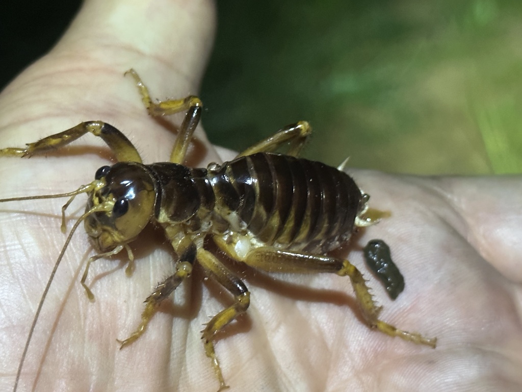 Sand Crickets from Molemole Rural, Dendron/Dikgale, LP, ZA on January 7 ...