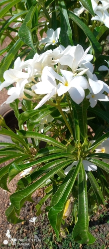 Hammerleaf Frangipani