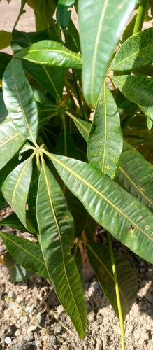 saba nut tree
