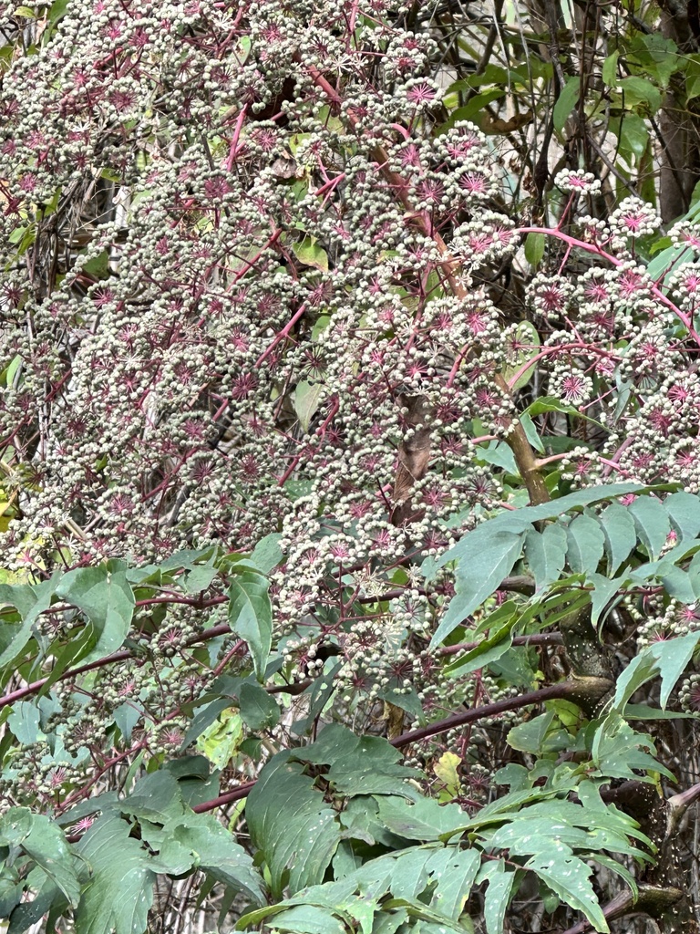 Aralia bipinnata from 臺灣島, 尖石鄉, HSQ, TW on January 12, 2024 at 02:28 PM ...