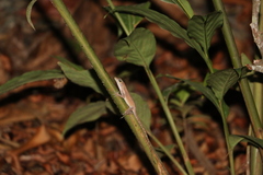 Anolis fuscoauratus image
