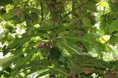 Anthurium clavigerum image