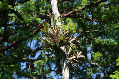 Aechmea nudicaulis image