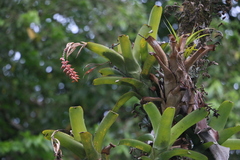 Aechmea nudicaulis image