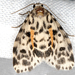 Clemensia leopardina - Photo (c) gernotkunz, todos os direitos reservados, uploaded by gernotkunz