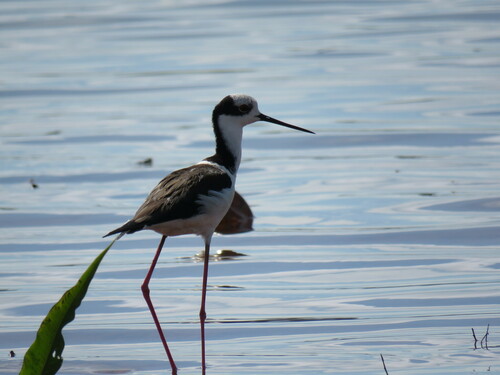 White-backed Stilt
