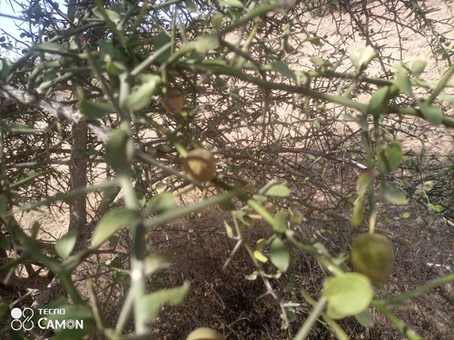 simple-thorned greenthorn