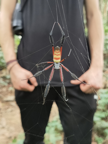 Western Blackleg Orbweaver