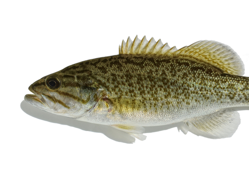 Smallmouth Bass