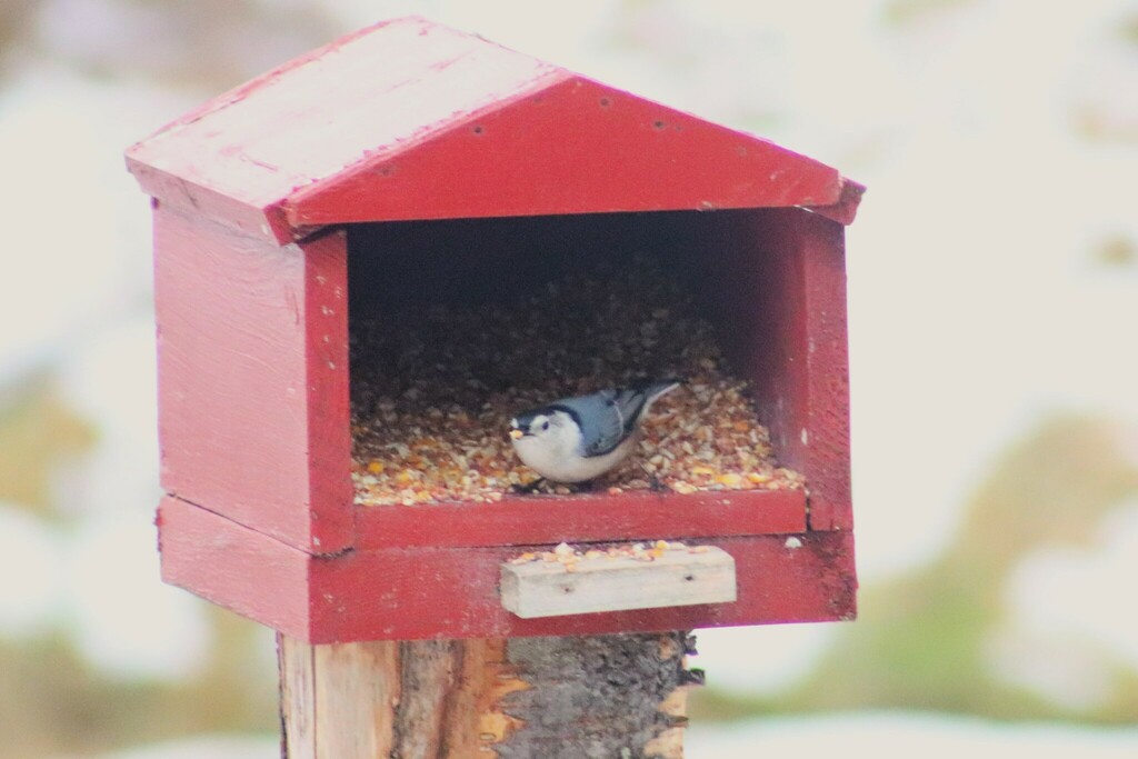 white-breasted-nuthatch-from-clarion-county-pa-usa-on-january-11