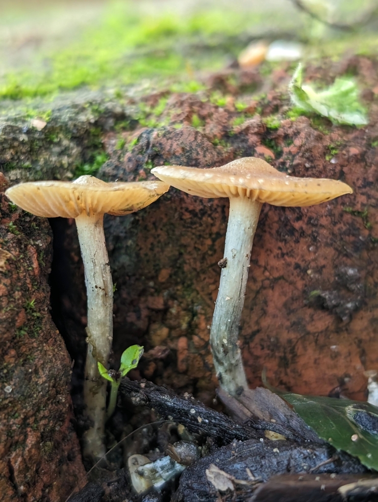 Wavy Cap In January 2024 By J Angel Garcia INaturalist   Large 