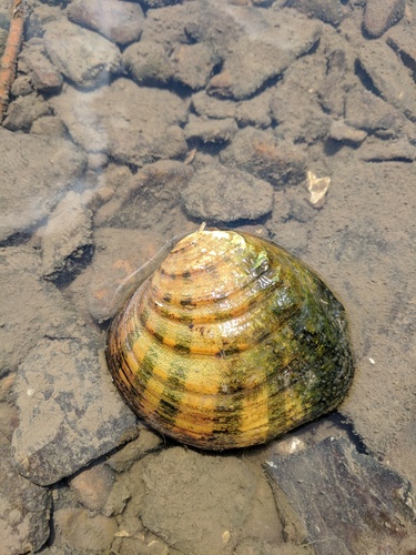 Western Fanshell