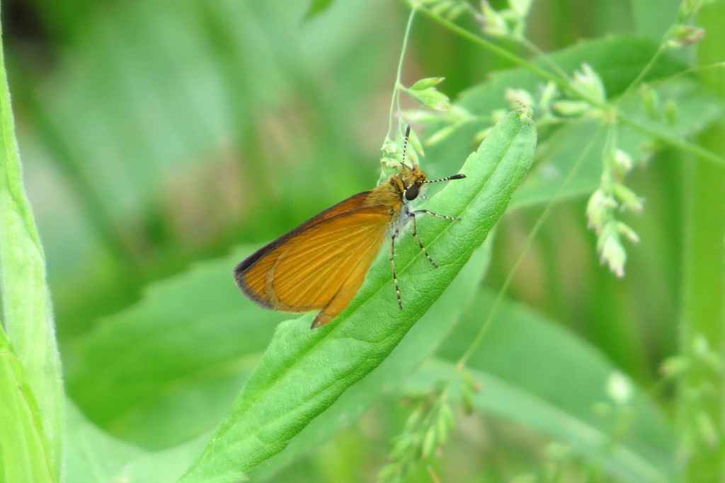 Least Skipper from West Friendship, MD, USA on May 21, 2017 at 0755 AM