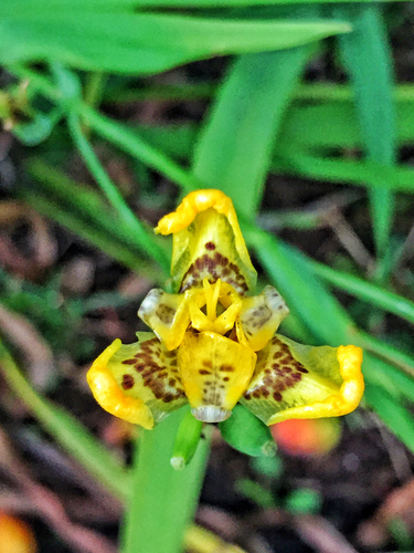 yellow walking iris