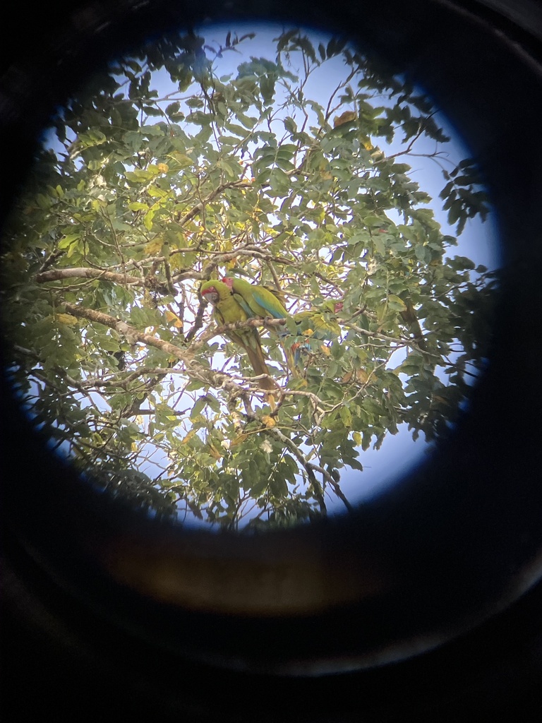 Great Green Macaw In January 2024 By Vfinnerty INaturalist   Large 