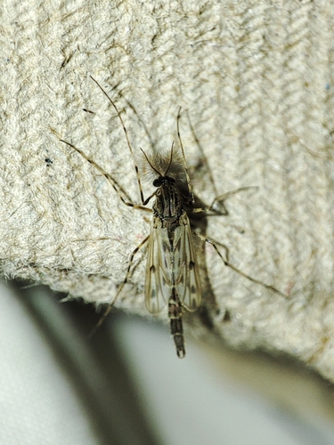 Stictochironomus maculipennis