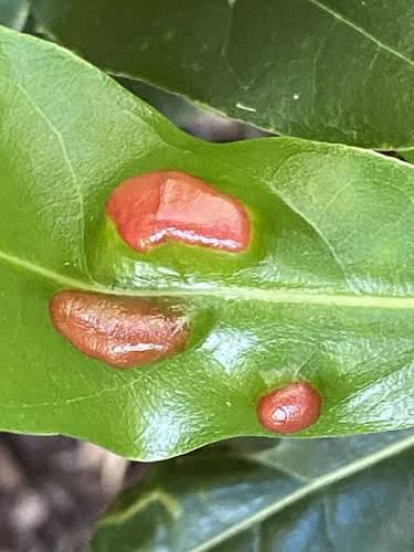 Aceria barbujanae