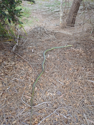 Common Tree Snake sighting
