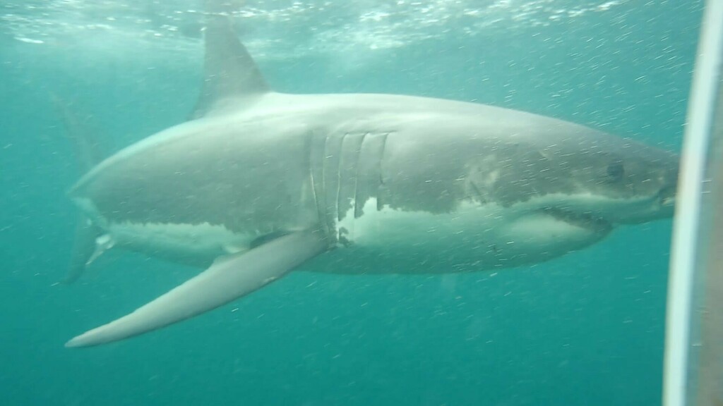 Great White Shark In January 2024 By Shark Exp Adminstration Shark 1   Large 