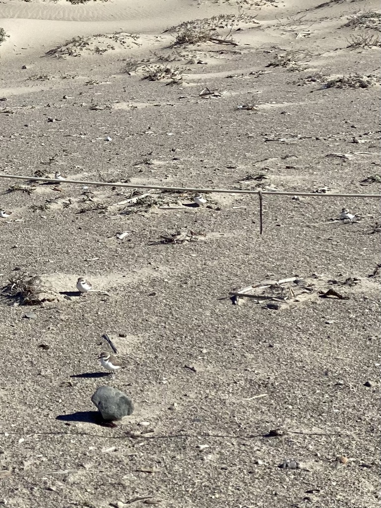 Snowy Plover In January 2024 By Tadd Kraft INaturalist   Large 