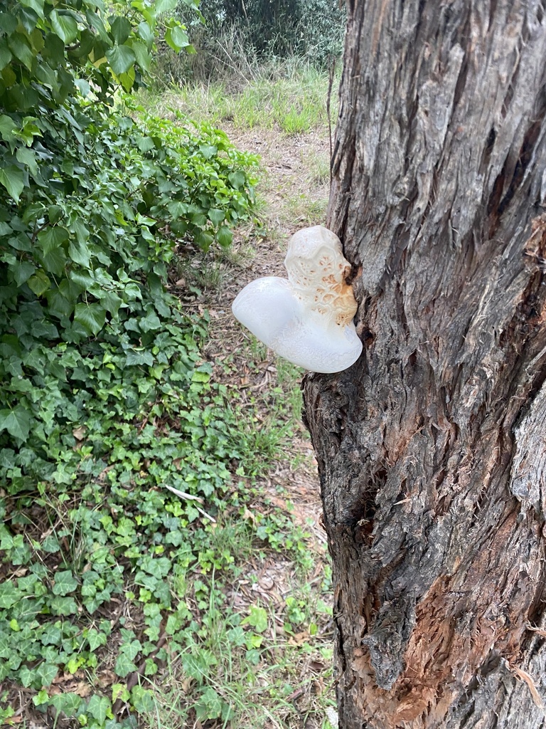 white punk from Wirraway Cr, Scullin, ACT, AU on December 10, 2023 at ...