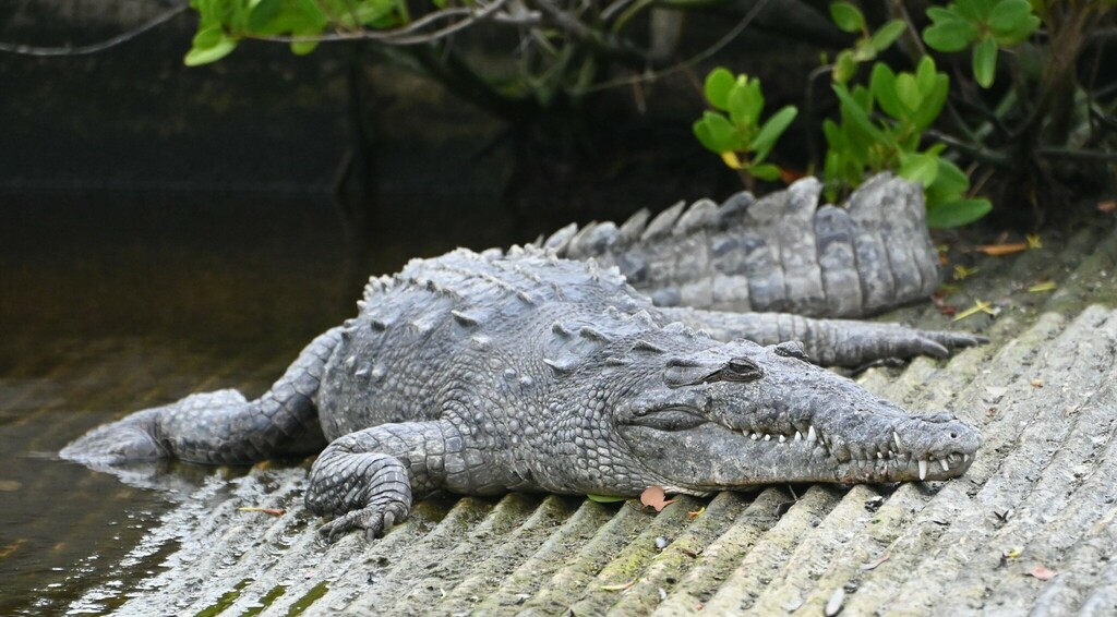 American Crocodile In January 2024 By David Griswold INaturalist   Large 