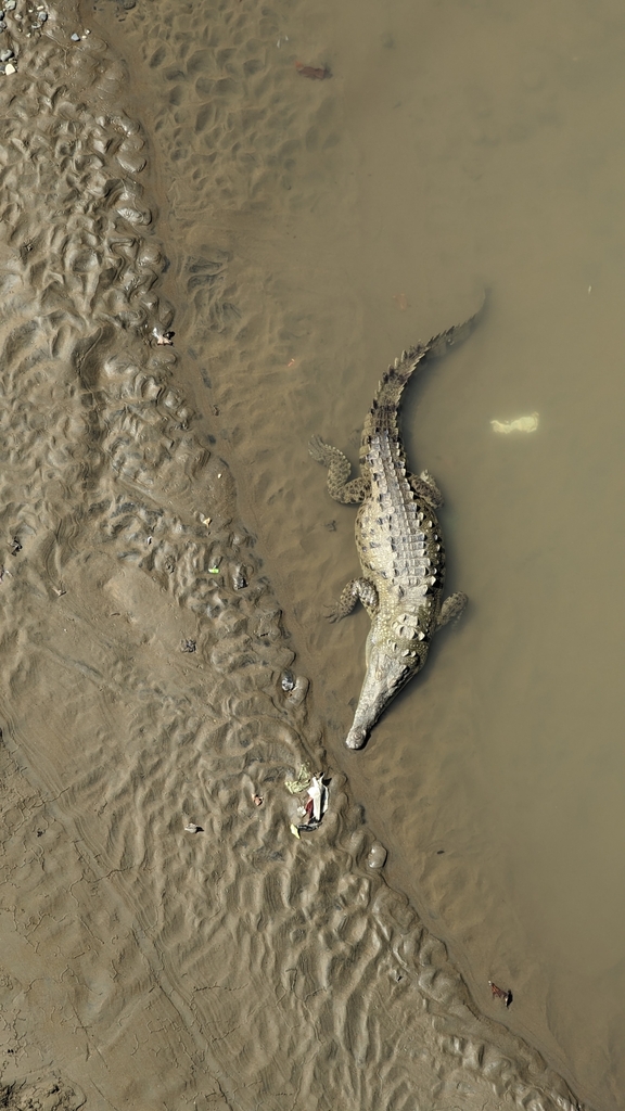 American Crocodile In January 2024 By Lauren McDonald INaturalist   Large 