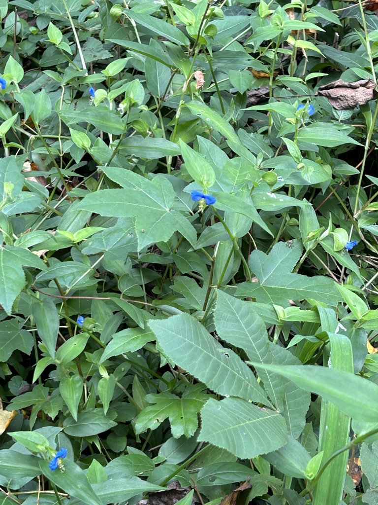 Asiatic dayflower from Long Island, Sea Cliff, NY, US on September 16