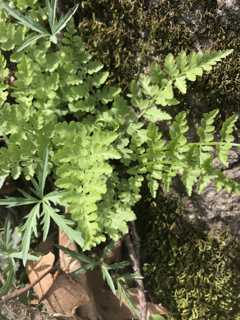 brittle bladderfern from 6245 Kingsgate Dr, Burlington, KY, US on April 11, 2019 at 0229 PM by