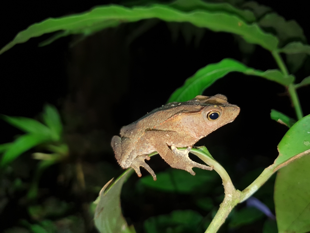 South American Common Toad from Parque Nacional Podocarpus, EC-ZC-ZA ...