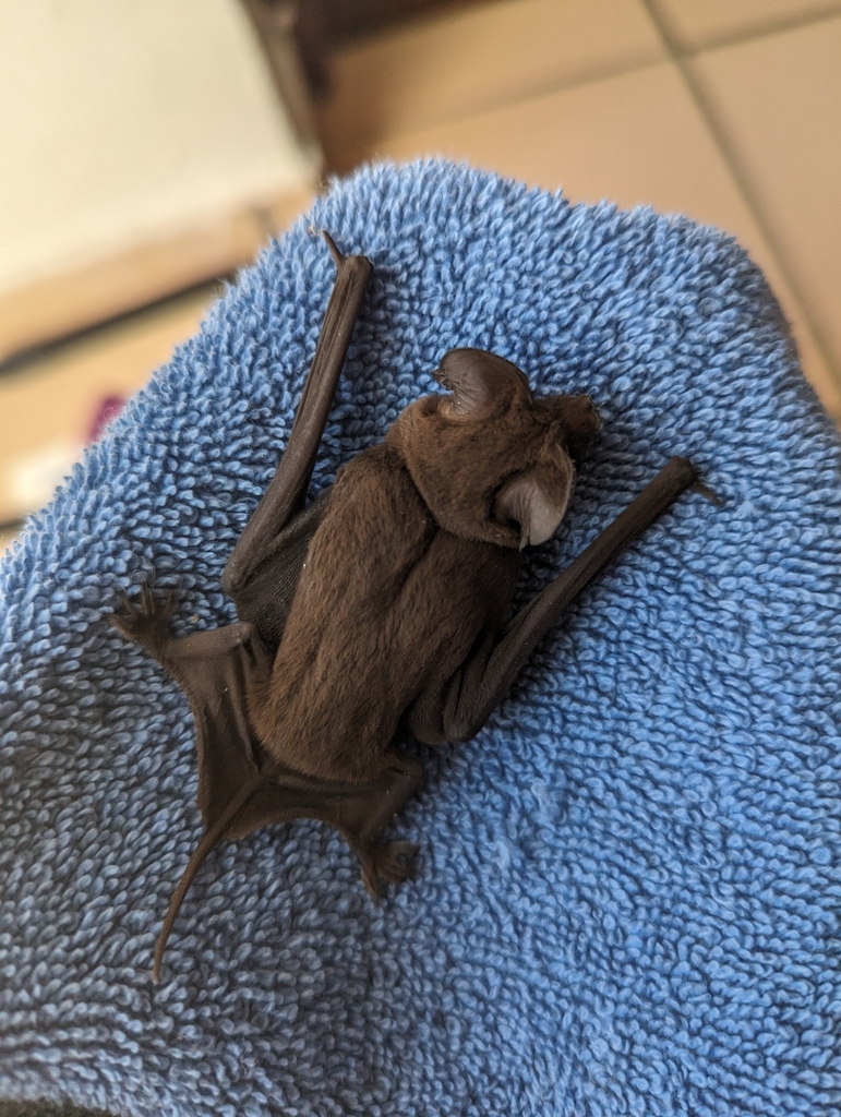 Mexican Freetailed Bat from Q995+7C4, Puerto Plata 57000, Dominican