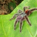 Antilles Pinktoe Tarantula - Photo (c) Robert VanderWouden, all rights reserved, uploaded by Robert VanderWouden