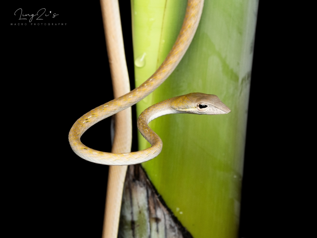 Oriental Whipsnake from 43100, Selangor, Malaysia on January 13, 2024 ...