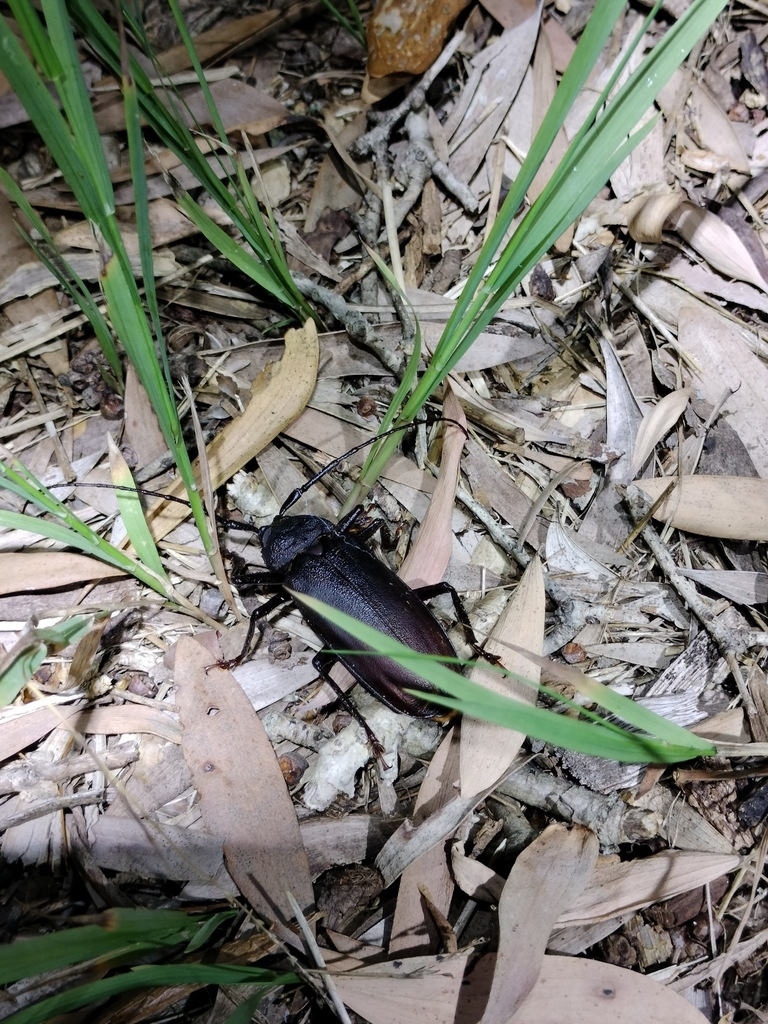 Longhorn Beetles and Allies from Coral Cres before Agate Ave, Pearl