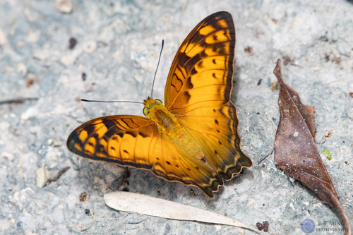 Vagrans egista (Cramer, 1780)