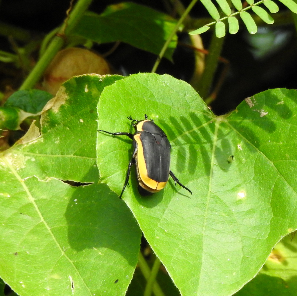 sun beetle from Keta Municipal, Ghana on October 7, 2023 at 08:00 AM by ...