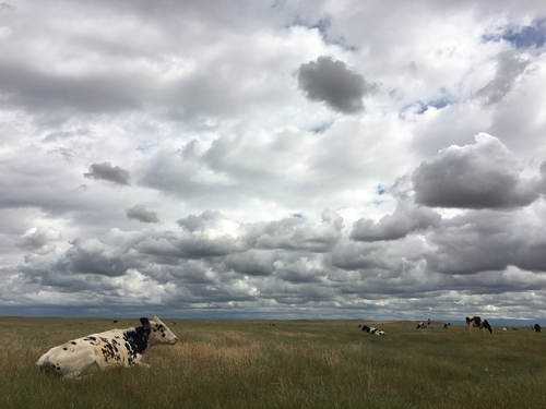 iNaturalist observation photo of Domestic Cattle